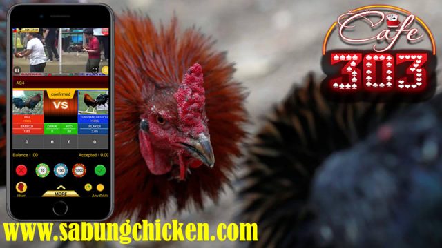 Judi Sabung Ayam Di Android