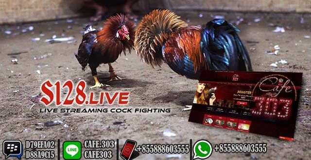 Situs Cafe303 Sabung Ayam