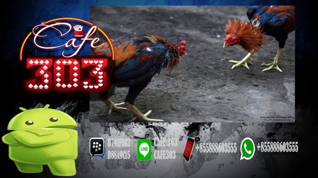 Sabung Ayam Online Indonesia Bonus Besar